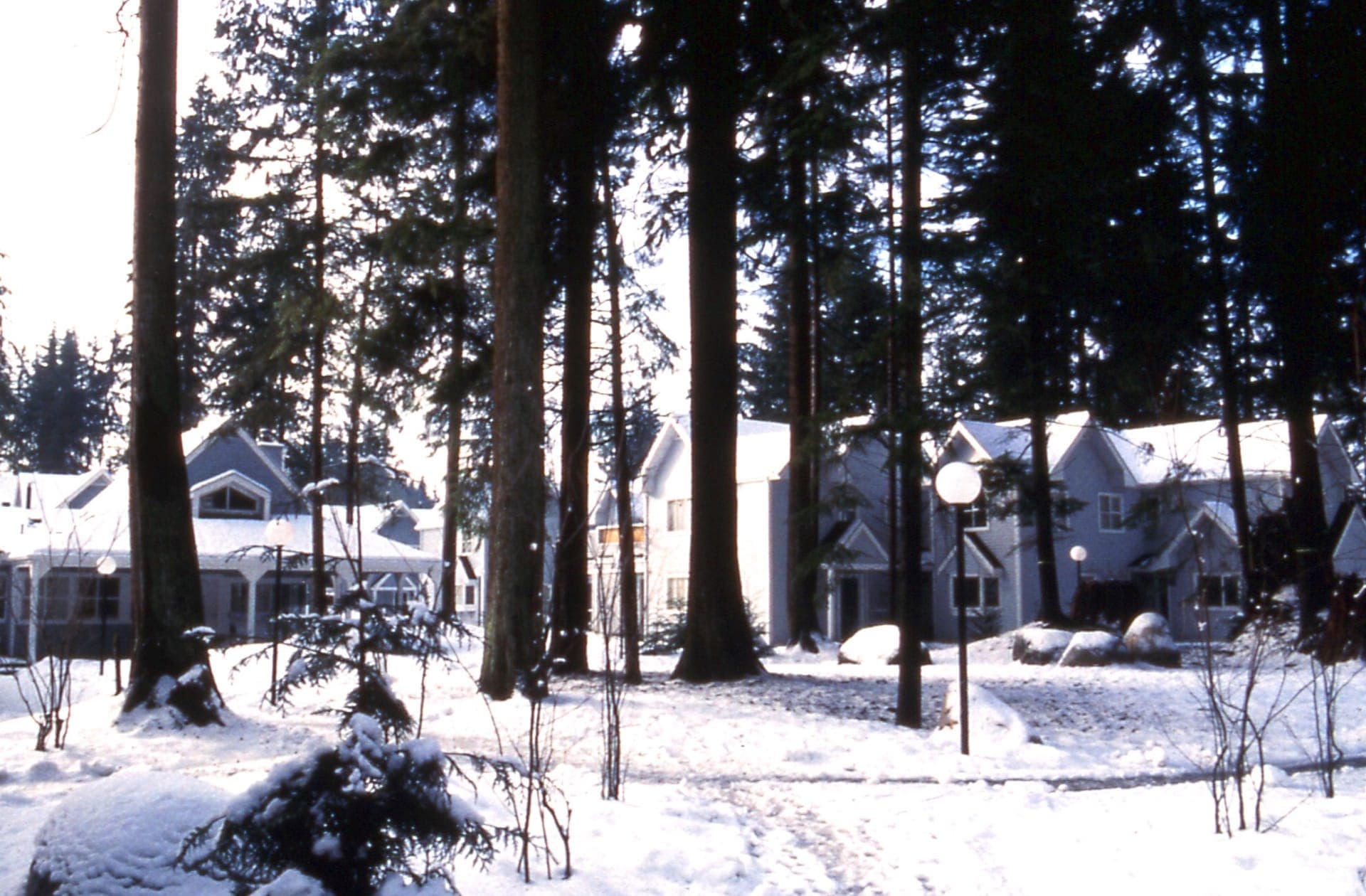 The finished houses seen through snowy trees