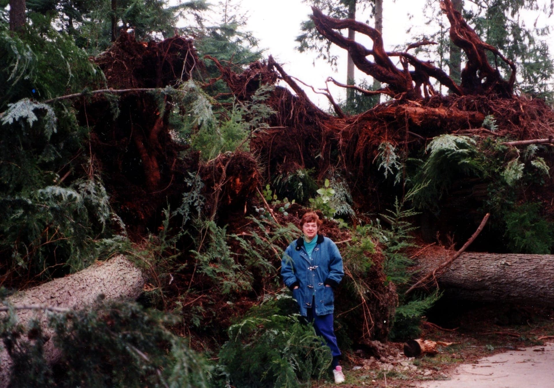 A member standing in front of huge uprooted trees after a windstorm